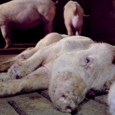 Animales postrados y moribundos sin atención veterinaria.